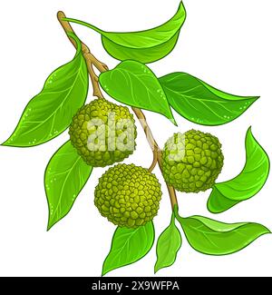 Farbige Detaillierte Abbildung Der Calodendrum Branch Stock Vektor