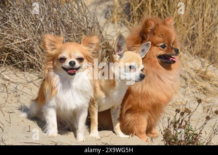 Drei kleine Hunde spielen am Strand Stockfoto