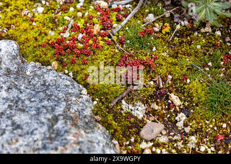 Ein Stück Moos und roter Pflanzen, genannt Bale stonecrop (Sedum sediforme). Die Szene ist friedlich und ruhig, der Felsen vermittelt ein Gefühl von Stabilität Stockfoto