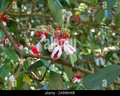 Feijoa sellowiana Zweig mit Blüten und Knospen. Feijoa- oder Ananasguave- oder Guavasteen-blühende Pflanze. ACCA sellowiana. Stockfoto