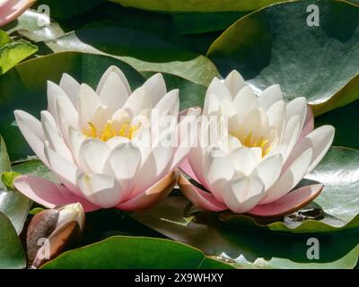 Nymphaea oder weiße Seerose helle Blumen und Blätter im Gartenteich. Stockfoto