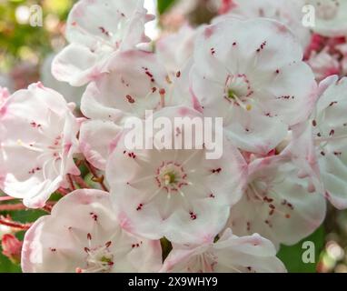 Kalmia latifolia-Blüten-Nahaufnahme. Berglorbeer-, Kaliko- oder Löffelholz blühen im Frühling. Weiße und hellrosa sechseckige Blüten im Sternhaufen Stockfoto