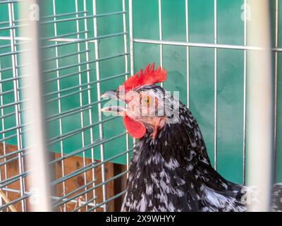 Schwarz-weiß gesprenkelte Hühner in einem Käfig aus Metallstäben. Weibliches Huhn. Gallus gallus domesticus. Stockfoto