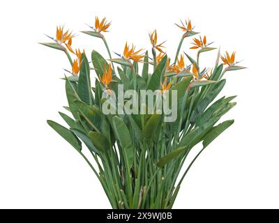 Strelitzienblüte isoliert auf weiß. Paradiesvogel oder Kranblumen blühender Busch. Strelitzia reginae. Stockfoto