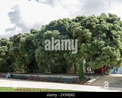 PORTO, PORTUGAL - 25. APRIL 2024: Metrosideros excelsa, pohutukawa, neuseeländische Weihnachtsbaum- oder Eisenbaumpflanzen mit strahlendem Frühlingsneuwuchs in der Stockfoto