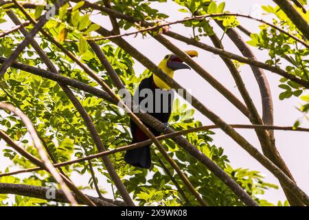 Gelbkehlentoucan (Ramphastos ambiguus swainsonii) in den Bäumen am Arenal-See in Costa Rica Stockfoto