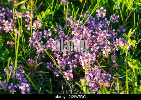 Thymus praecox Opiz Blüten auf dem Feld Stockfoto