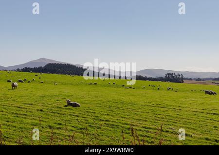 Schafe verstreut auf einem riesigen grünen Hügel Neuseelands No People Nachmittag draußen Stockfoto