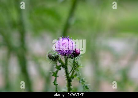 Nahaufnahme Einer Carduus-Blume in Amsterdam, Niederlande 2-6-2024 Stockfoto