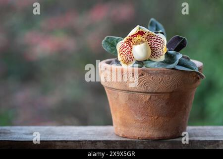 Nahaufnahme der Orchideenart paphiopedilum godefroyae var leucochilum mit cremigen weißen und roten Blüten im Freien Stockfoto