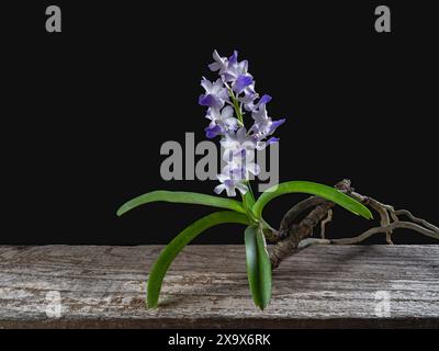 Nahaufnahme von purpurblauen und weißen Blüten blühender Rhynchostis coelestris epiphytischer Orchideenarten isoliert auf schwarzem Hintergrund Stockfoto