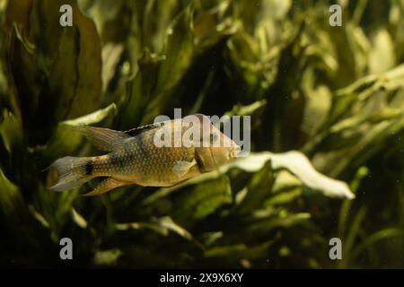 Gelbe Fische im Aquarium. Aquaristik zu Hause. Ein Hobby für die Seele. Hochwertige Fotos Stockfoto