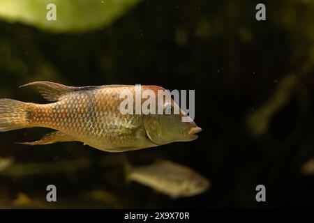 Gelbe Fische im Aquarium. Aquaristik zu Hause. Ein Hobby für die Seele. Hochwertige Fotos Stockfoto