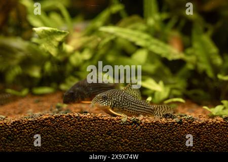 Gelbe Fische im Aquarium. Aquaristik zu Hause. Ein Hobby für die Seele. Hochwertige Fotos Stockfoto