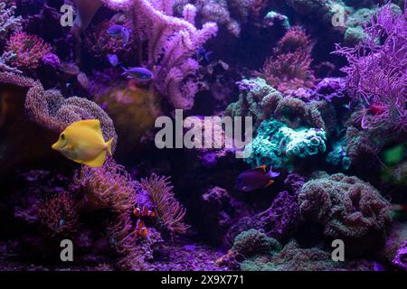 Gelbe Fische im Aquarium. Aquaristik zu Hause. Ein Hobby für die Seele. Hochwertige Fotos Stockfoto