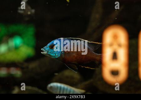 Gelbe Fische im Aquarium. Aquaristik zu Hause. Ein Hobby für die Seele. Hochwertige Fotos Stockfoto