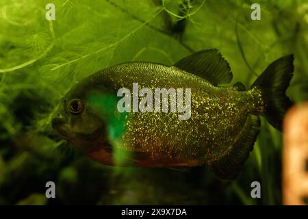 Gelbe Fische im Aquarium. Aquaristik zu Hause. Ein Hobby für die Seele. Hochwertige Fotos Stockfoto