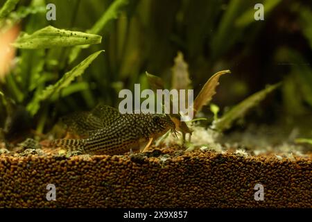 Gelbe Fische im Aquarium. Aquaristik zu Hause. Ein Hobby für die Seele. Hochwertige Fotos Stockfoto