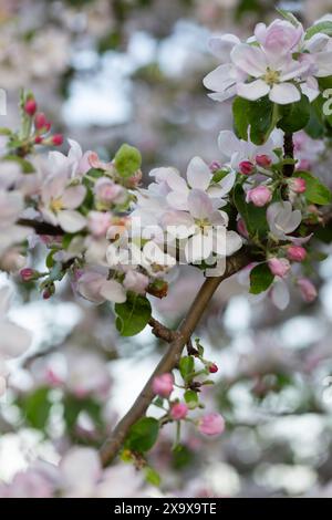 Nahaufnahme der zarten Apfelblüten, die im Frühjahr blühen Stockfoto