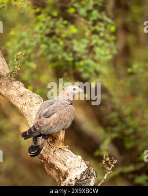 Wild Oriental Honey Buzzard Pernis Ptilorhyncus Greifvogel Nahbarsch hoch auf hohen Bäumen in der Sommersaison Safari Ranthambore Nationalpark Stockfoto