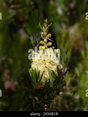 Nahaufnahme der Blumenspitze des Flusses Bottlebrush (Callistemon sieberi) in einem Garten im Frühsommer Stockfoto