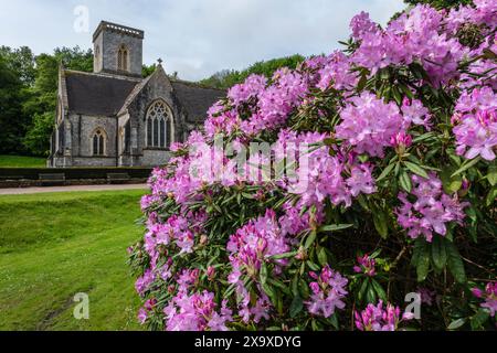 St Mary's Church und Rhododendron in Blume in Bicton Botanical Gardens, Devon Stockfoto