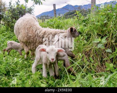 Drei neugeborene Lämmer in der Nähe ihrer Schafmutter, die auf einem Bauernhof in den östlichen Andengebirgen in Zentral-Kolumbien weiden. Stockfoto