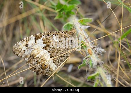 Ein großer Äschenschmetterling Brintesia circe, Nymphalidae auf trockenem Gras, Herbst in Wien Österreich Stockfoto