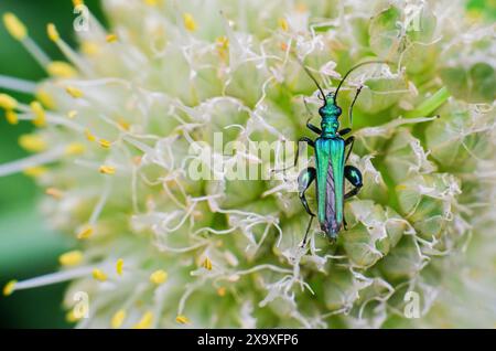 Laatzen, Deutschland. Juni 2024. Ein grüner Langhornkäfer (Oedemera nobilis) sitzt auf blühendem Lauch in einem Garten in der Region Hannover. Niedersachsen und Bremen sind mit einem drastischen Aussterben von Insektenarten konfrontiert. Rund 60 Prozent aller Grashüpfer- und Wildbienenarten sind derzeit bedroht, berichtete die Hannoversche Allgemeine Zeitung am Montag unter Berufung auf das Umweltministerium. Quelle: Julian Stratenschulte/dpa/Alamy Live News Stockfoto