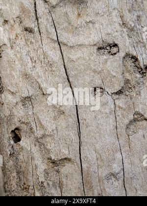 Makrofotografie der Spuren von Vögeln und Parasiten auf einem toten Erlenstamm, aufgenommen in einem Wald in den östlichen Andenbergen Kolumbiens Stockfoto