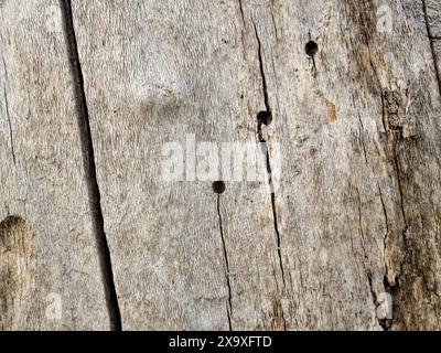 Makrofotografie der Spuren von Vögeln und Parasiten auf einem toten Erlenstamm, aufgenommen in einem Wald in den östlichen Andenbergen Kolumbiens Stockfoto