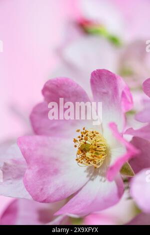 Nahaufnahme einer Ballerina Rose Blume. Stockfoto