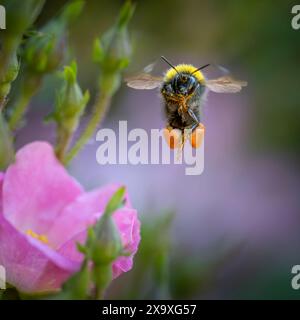 Eine fliegende Hummel, die mit Pollen beladen ist, wahrscheinlich ein früherer Hummel Bombus pratorum Stockfoto