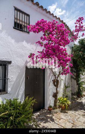 Häuser in Castella Del Frontera. Stockfoto