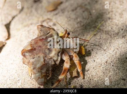 Die Landeinsiedlerkrabbe kann weit vom Meer entfernt leben und muss nur in den Ozean zurückkehren, um ihre Schlüpflarven freizulassen. Stockfoto