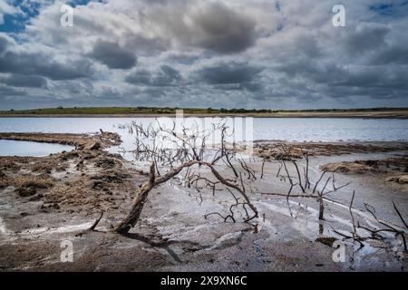 Alte tote Skelettbäume, die an einer rückläufigen Küstenlinie durch sinkende Wasserstände infolge schwerer Dürrebedingungen am Colliford Lake Reservoir am Bodmin Moor in Cornwall in Großbritannien freigelegt wurden. Stockfoto