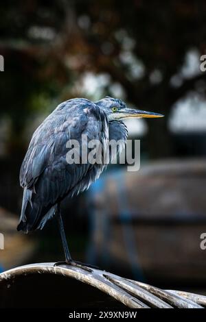 Ein Graureiher hockt im Trenance Boating Lake in Newquay in Cornwall in Großbritannien. Stockfoto