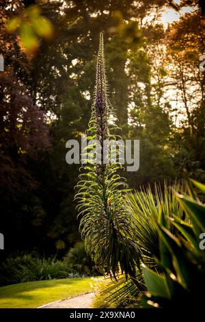 Abendlicht über die subtropischen Trebah Garten in Cornwall. Stockfoto