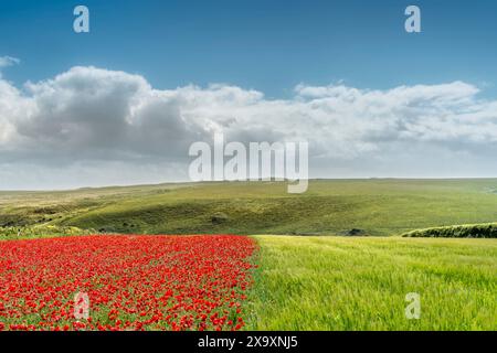 Der spektakuläre Anblick eines Feldes mit einer Hälfte mit wunderschönen Mohnblumen und einer Hälfte mit Gerste auf West Pentire in Newquay in Cornwall. Stockfoto