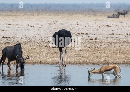 Namibia, Kunene Region, Etosha Nationalpark, Blaue Gnus, Strauß und Springbok Stockfoto