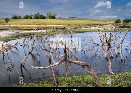 Die Überreste toter Skelett-Bäume in und um einen kleinen künstlichen Teich, der heute durch schwere Dürrebedingungen am Colliford Lake Reservoir im Bodmin Moor in Cornwall in Großbritannien freigelegt wurde. Stockfoto