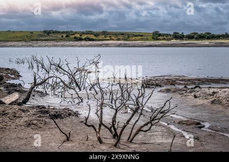 Dürrebedingungen und rückläufige Wasserstände, die die Überreste toter Bäume im Colliford Lake Reservoir am Bodmin Moor in Cornwall in Großbritannien freilegen. Stockfoto