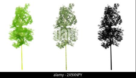 Set oder Sammlung von Bambusbäumen, gemalt, natürlich und als schwarze Silhouette auf weißem Hintergrund. Konzept oder konzeptionelle 3D Illustration für die Natur, e Stockfoto