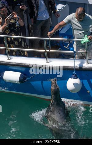 Einer der Graurobben Halichoerus grypus, der regelmäßig den Hafen von Newquay besucht und von einem Touristenboot in Cornwall in England mit einer Makrele gefüttert wird. Stockfoto