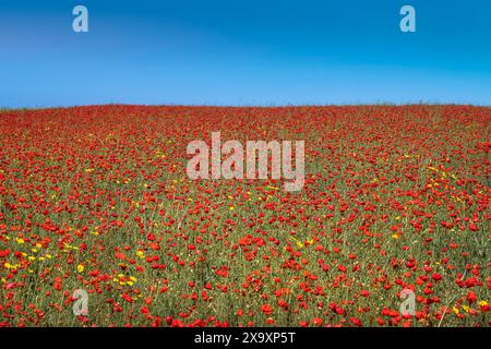 Der spektakuläre Anblick eines Feldes voller leuchtender roter Mohnblumen und wolkenloser blauer Himmel auf West Pwhole in Newquay in Cornwall, Großbritannien. Stockfoto