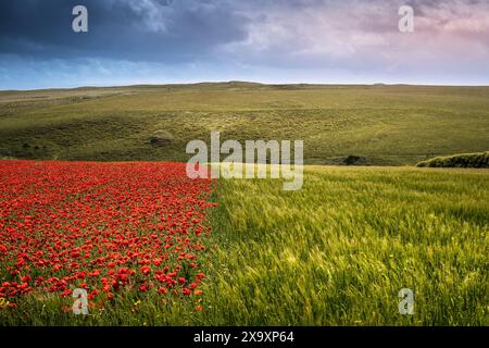 Ein spektakuläres, wunderschönes Feld, das mit Mohnblumen und Gerste auf West Pentire in Newquay in Cornwall in Großbritannien bepflanzt ist. Stockfoto