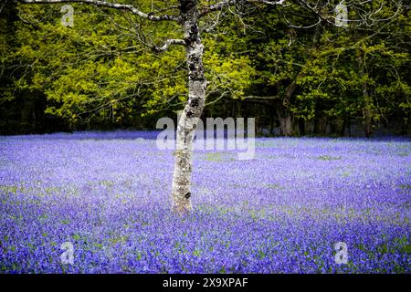 Eine Silberbirke Betula pendula, die auf einem Feld von Common English Bluebells Hyacinthoides ohne Schriftzug in der ruhigen historischen Parc Lye Gegend in Enys Gardens in Penryn in Cornwall in Großbritannien wächst. Stockfoto