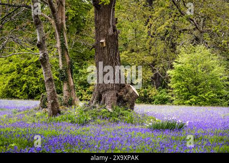 Ein Feld des Common English Bluebells Hyacinthoides ohne Schriftzug in der ruhigen Gegend; historisches Parc Lye Gebiet in Enys Gardens in Penryn in Cornwall im Vereinigten Königreich. Stockfoto