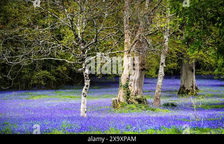 Ein Feld des Common English Bluebells Hyacinthoides ohne Schriftzug in der ruhigen Gegend; historisches Parc Lye Gebiet in Enys Gardens in Penryn in Cornwall im Vereinigten Königreich. Stockfoto