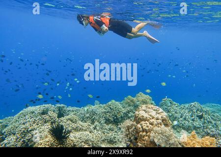 Indonesien Bunaken - Marine Life Korallenriff - Schnorcheln Stockfoto